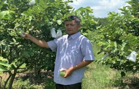 Phát triển nông nghiệp công nghệ cao gắn với thị trường