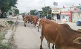 Thả rông gia súc trên phố, nguy hiểm khó lường