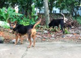 Chó nuôi không tiêm phòng vắc xin bệnh Dại sẽ bị xử phạt