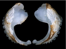 Loài nhuyễn thể chỉ dài bằng ngón tay cái nhưng có khả năng thay đổi cả dòng chảy của sông