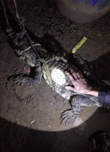 Cá sấu hoang dã sông Đồng Nai bò vào nhà người dân
