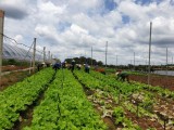 Phát triển nông nghiệp sạch: Cần sự chung tay