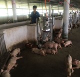 To control re-breeding to ensure a sufficient supply of safe pork