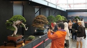 第15届亚太盆栽与赏石大会在胡志明市开展