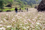 Hà Giang khai mạc lễ hội hoa tam giác mạch 'Sắc hồng Cao nguyên đá'