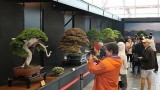 第15届亚太盆栽与赏石大会在胡志明市开展