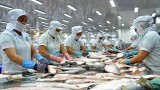 越南查鱼向马来西亚出口呈突破性增长