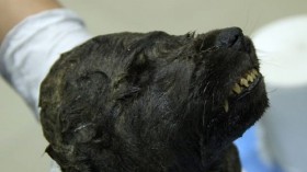 Phát hiện một chú chó thời tiền sử đóng băng từ 18.000 năm trước