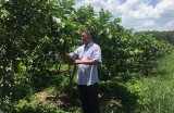 Kinh tế trang trại ở Phú Giáo: Phát triển đúng hướng