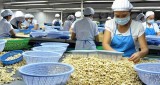 2019年越南腰果果仁出口量和未加工腰果进口量均创下新纪录