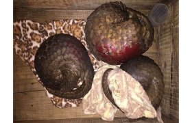 越南一个月内成功救护近50只野生动物
