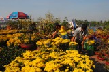 Chợ hoa xuân canh Tý 2020: Đang được chuẩn bị tốt