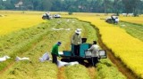 2020年越南农业力争实现出口额达到420亿美元的目标