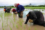 Laos earns more from rice exports to China