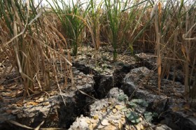 Thailand: Drought and disease menace job prospects