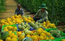 Tập trung phát triển nông nghiệp công nghệ cao