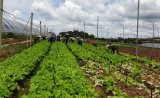 Local agricultural sector raises added values towards sustainable development