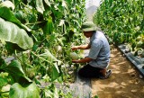 Hội nông dân huyện Phú Giáo: Đồng hành, hỗ trợ nông dân phát triển