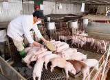 Phó Thủ tướng: Tăng mạnh đàn lợn nhưng không để mất cân đối cung cầu