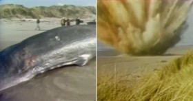 Tiêu hủy cá voi bằng nửa tấn thuốc nổ và cái kết