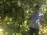 Sustainable development of citrus fruit trees