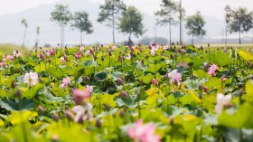 胡志明主席诞辰130周年：荷花塘—胡伯伯家乡文化旅游的亮点