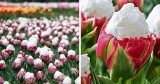 Tuyệt đẹp và độc đáo bông hoa tulip giống hệt ly kem mát lạnh