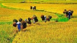 越南农业力争进入世界农业发达国家前15行列