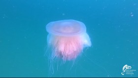 Sứa hồng khổng lồ bí ẩn xuất hiện lần thứ 4 trong lịch sử