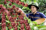 Five-month coffee exports surge to US$1.3 trillion