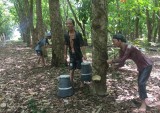 A historic rubber plantation
