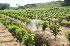 Nông nghiệp phát triển, nông thôn đổi mới