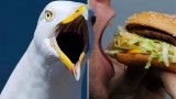 Anh: Người đàn ông cắn chim hải âu vì bị cướp bánh McDonald