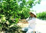 Quỹ hỗ trợ nông dân: “Điểm tựa” vươn lên khá giàu