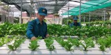 Lực lượng vũ trang huyện Bắc Tân Uyên: Thi đua tăng gia sản xuất