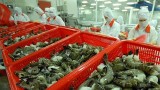 越南对欧盟虾类出口猛增