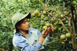 Huyện Dầu Tiếng:Tập trung nâng cao chất lượng nông sản