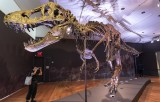 Bộ xương khủng long T-Rex hoàn chỉnh nhất thế giới có giá cao kỷ lục