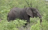 Bị đàn voi rừng tấn công, cảnh sát Zimbabwe thoát hiểm nhờ giả chết