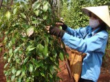 Huyện Phú Giáo: Nụ cười trở lại với người trồng tiêu