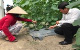 Hội Nông dân huyện Phú Giáo: Hỗ trợ hội viên sản xuất hiệu quả