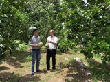 Huyện Dầu Tiếng: Nông nghiệp công nghệ cao phát triển mạnh