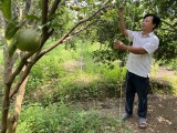 North Tan Uyen develops organic citrus production