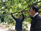 Tìm giải pháp phát triển vườn cây ăn trái đặc sản