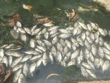Cá chết trắng trôi dọc trên kênh Bưng Cải