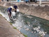 Thu gom cá chết trên kênh Bưng Cải, không để gây ô nhiễm môi trường