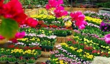Quang Binh to host international flower festival in 2023