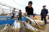Indonesia eyes partnering with Vietnam in fisheries