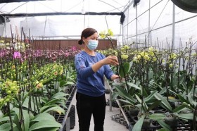 北宁省花村百花怒放迎新春