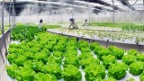 越南农业起飞的机会